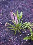 Purple Eucomis Lily