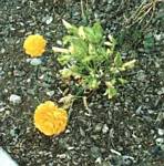 Ranunculus asiaticus