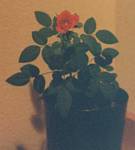 Mini-rose