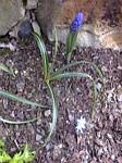 Muscari (Grape Hyacinths)