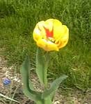 Olimpic Flame Tulip