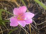 Rain Lily (zephyranthes grandifora)