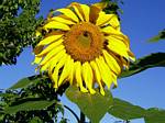 Sunflower (mammoth)