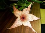 Starfish flower