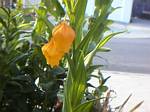 Chinese Lantern Lily (Sandersonia aurantiaca)
