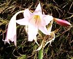Crinium Powellii Lily