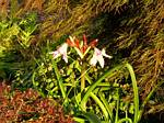 Crinium Powellii Lily