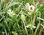 Windflower (Anemone)