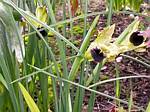 Snake's-head iris (Hermodactylus tuberosus)