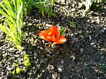 Early Tulip (Showinner)