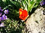 Early Tulip (Showinner)