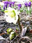 Helleborus Christmas Rose