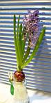 Hyacinth