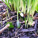 Galanthus (Snowdrop)