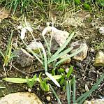 Galanthus (Snowdrop)