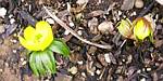 Winter Aconite (eranthis cilicica)